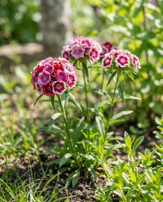 Sweet William Mixed Double Flowering (Dianthus barbatus) – kaksivuotiset kukkasiemenet – SeedsChoice