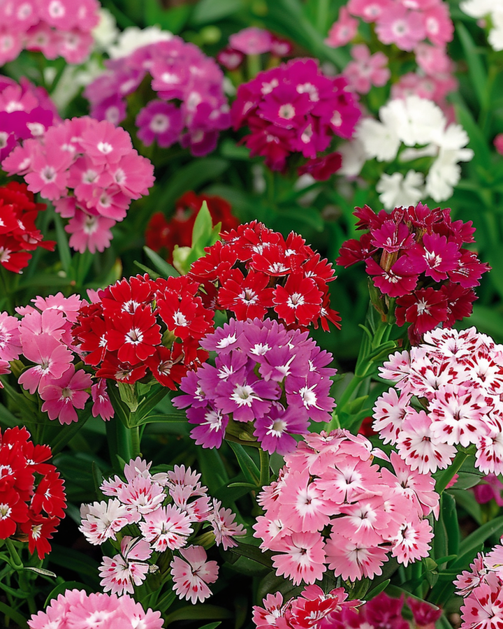 Sweet William Mixed Double Flowering -siemenet (Dianthus barbatus) – kaksivuotinen kukka
