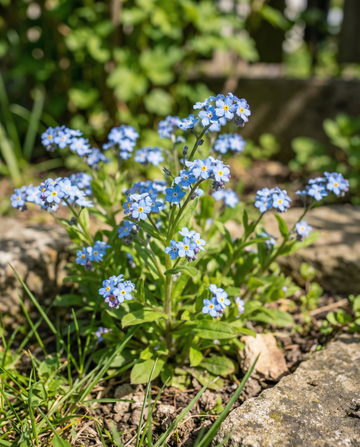Sininen lemmikki (Myosotis alpestris) – kaksivuotiset kukkasiemenet SeedsChoicelta