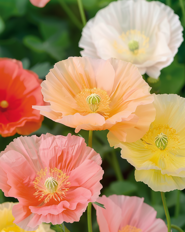 Island Poppy Mixed Colours -siemenet (Papaver nudicaule) – kaksivuotinen kukka
