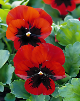 Pansy Seeds Alpenglow Viola Wittrockiana Biennial Flower