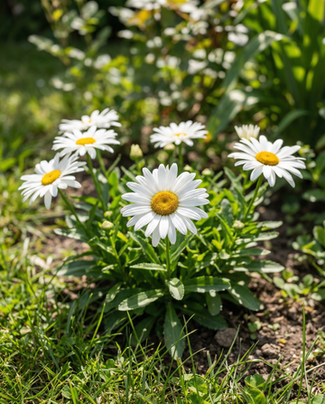 Shasta Daisy Silver Princess (Chrysanthemum maximum) – monivuotiset siemenet SeedsChoicelta