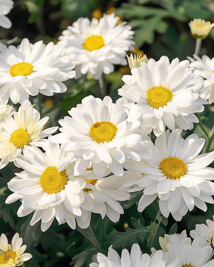 Shasta Daisy Silver Princess -siemenet (Chrysanthemum maximum) – monivuotinen