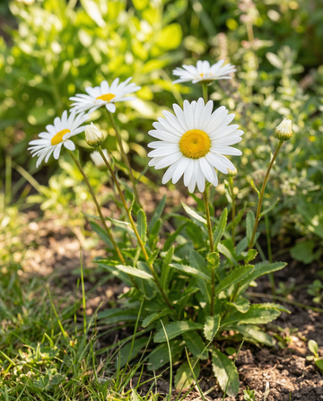 Shasta-päivänkakkara May Queen (Leucanthemum × superbum) – monivuotiset siemenet SeedsChoicelta