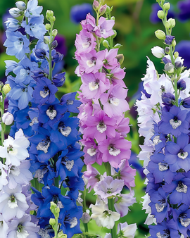 Ritarinkannus-siemenet Delphinium Cultorum Giant Pacific sekoitus monivuotiset