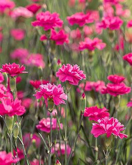 Maiden Pink -siemenet Dianthus Deltoides monivuotinen kukka