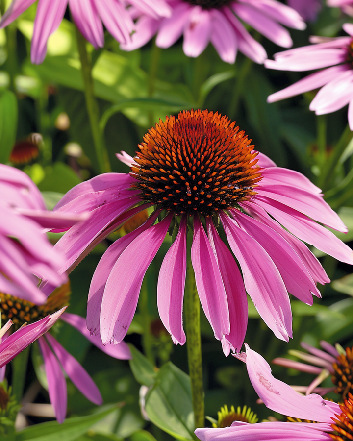 Punahatun siemenet (Echinacea purpurea) – monivuotinen kukka