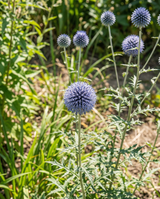 Globe Thistle Blue (Echinops ritro) – monivuotisen kasvin siemenet, SeedsChoice