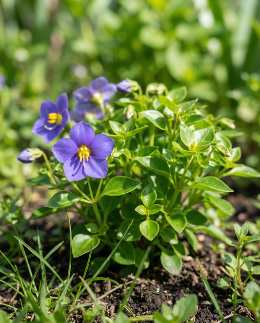 Persian Violet Midget Blue (Exacum affine) – yksivuotiset kukkasiemenet SeedsChoicelta