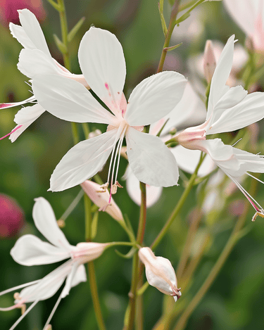 Sparkle White -siemenet (Gaura lindheimeri) – monivuotinen kukka