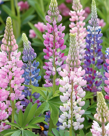 Lupin Russell's Hybrids -siemenet (Lupinus polyphyllus) – monivuotinen sekoitus