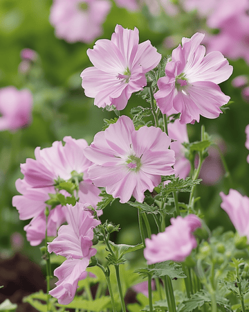 Myskimalva-siemenet (Malva moschata) – monivuotinen kukka