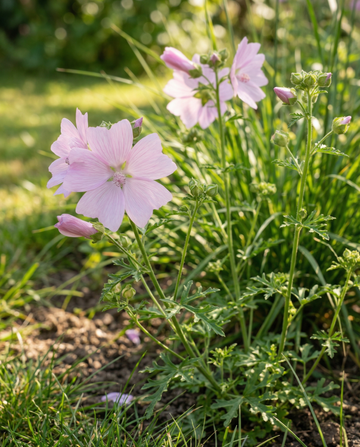 Myskimalva (Malva moschata) – monivuotiset kukkasiemenet SeedsChoice-verkkokaupasta