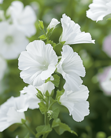 Myskimalva Alba White -siemenet (Malva moschata) – monivuotinen kukka