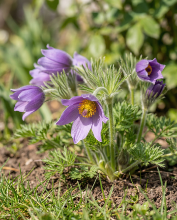 Kylmänkukka (Pulsatilla vulgaris) – monivuotisen kukan siemenet SeedsChoice-kaupasta