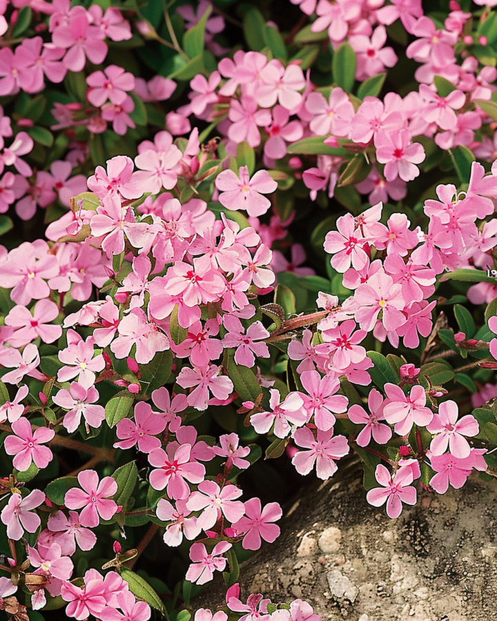 Kivikkosuopayrtin siemenet (Saponaria ocymoides) – monivuotinen kukka