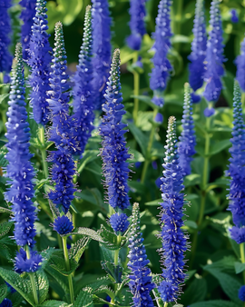 Speedwell Seeds Blue Bouquet Veronica Spicata Perennial Flower