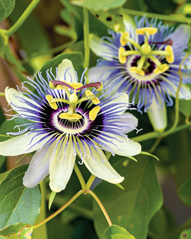 Passiflora Caerulea Seeds Passion Flower Perennial Climber