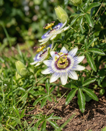 Passionkukka-köynnös (Passiflora caerulea) – monivuotiset köynnössiemenet SeedsChoicelta