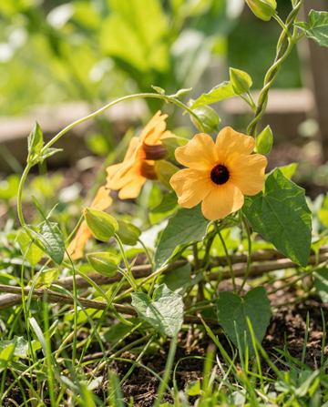 Black Eyed Susan Climber (Thunbergia alata) – yksivuotiset köynnössiemenet, SeedsChoice
