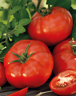Tomaatti Moneymaker -siemenet Solanum lycopersicum, yksivuotinen