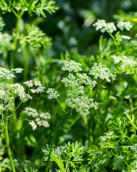 Anissiemenet Pimpinella anisum yksivuotinen yrtti