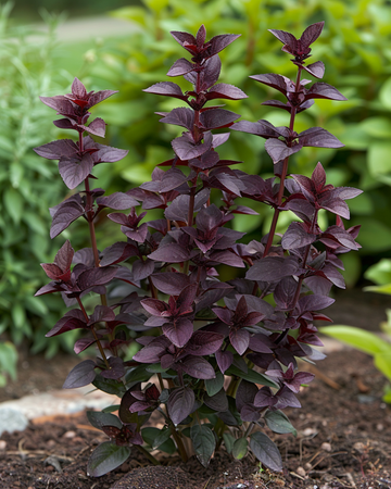 Basilika Dark Opal -siemenet (Ocimum basilicum) – yksivuotinen yrtti