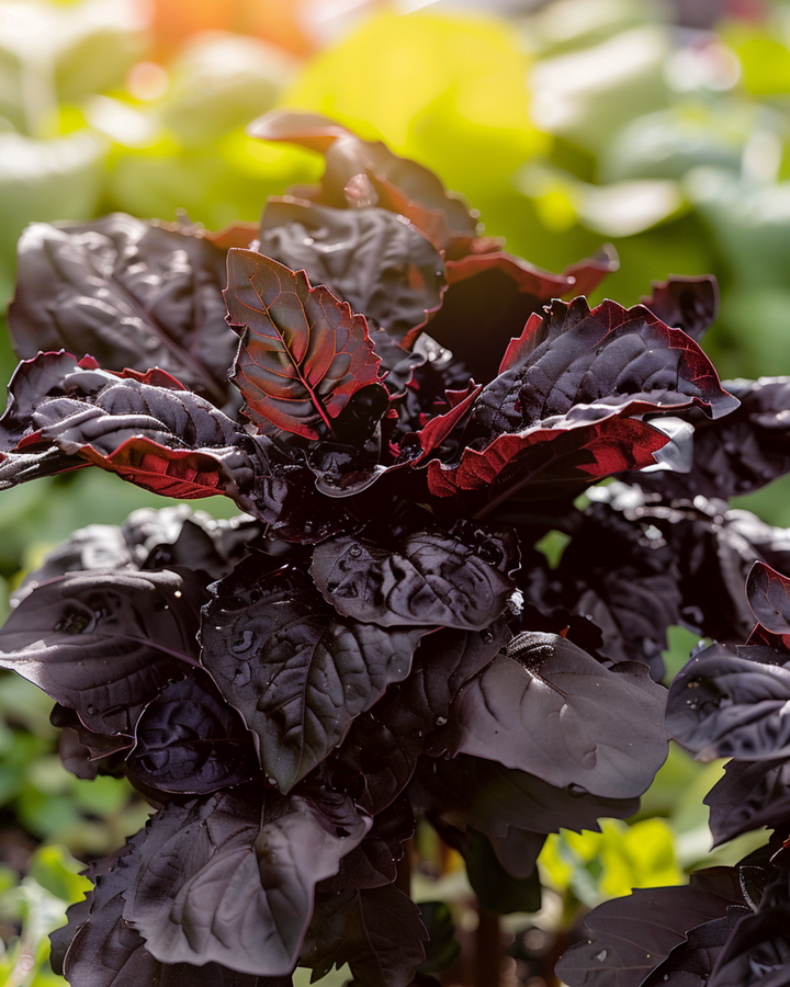 Makea basilika Red Lizzy siemenet (Ocimum basilicum) – yksivuotinen