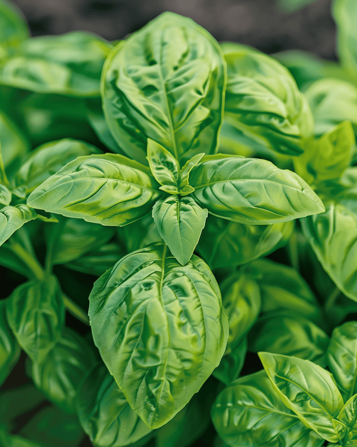 Sweet Basil Large Leaved seeds (Ocimum basilicum) – annual