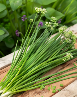 Valkosipulilaukkasiemenet Allium Tuberosum monivuotinen yrtti