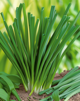 Talvipurjon siemenet Allium Fistulosum monivuotinen yrtti