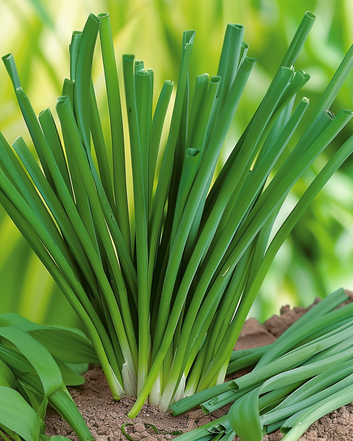 Talvipurjon siemenet (Allium fistulosum) – monivuotinen yrtti