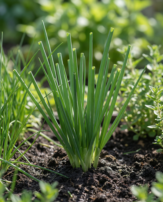Talvipurjo (Allium fistulosum) – monivuotisen yrtin siemenet SeedsChoicesta