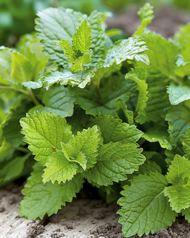 Sitruunamelissan siemenet Melissa officinalis monivuotinen yrtti