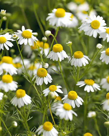 Kamomillansiemenet (Matricaria chamomilla) – yksivuotinen yrtti