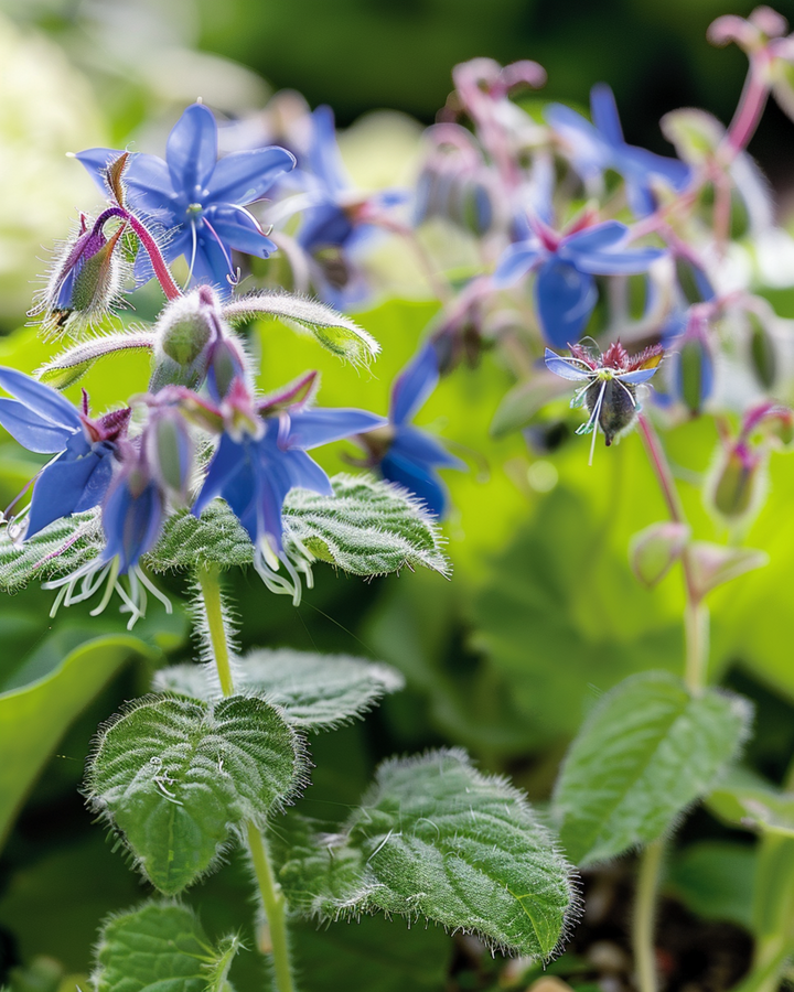 Borage seeds (Borago officinalis) – annual herb
