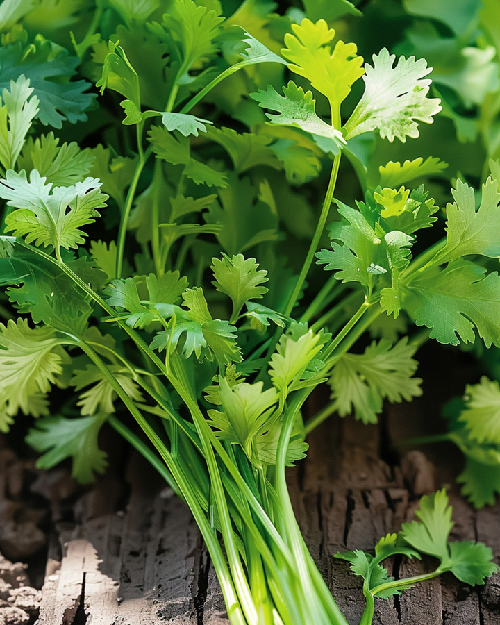 Coriander Large Seeded seeds (Coriandrum sativum) – annual herb