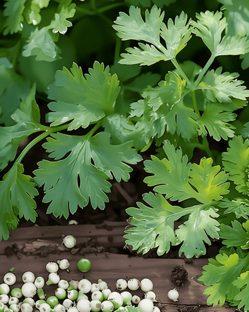 Sitruunakorianderiinsiemenet (Coriandrum sativum) – yksivuotinen yrtti