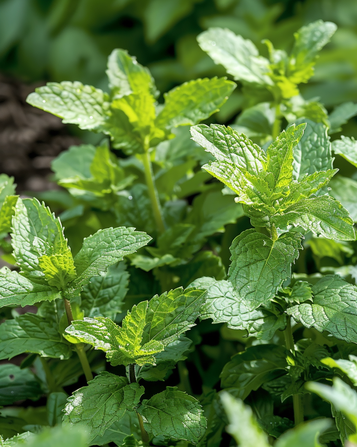 Spearmint-siemenet (Mentha spicata) – monivuotinen yrtti