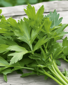 Lipstikkelin siemenet Levisticum officinale monivuotinen yrtti