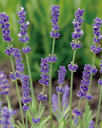 Laventelin siemenet (Lavandula angustifolia) – monivuotinen yrttikasvi