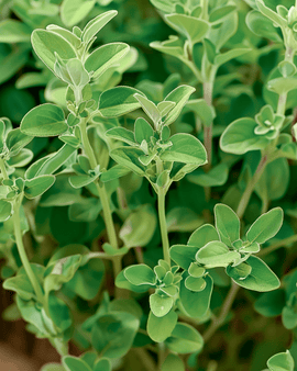 Meiramisiemenet Origanum majorana yksivuotinen yrtti Marjolein