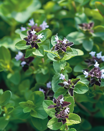 Oregano seeds (Origanum vulgare) – perennial herb