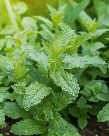 Peppermint seeds (Mentha piperita) – perennial herb