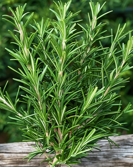 Rosmariinin siemenet Rosmarinus officinalis monivuotinen yrtti