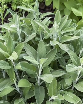 Salvia-siemenet, Salvia officinalis, monivuotinen yrtti