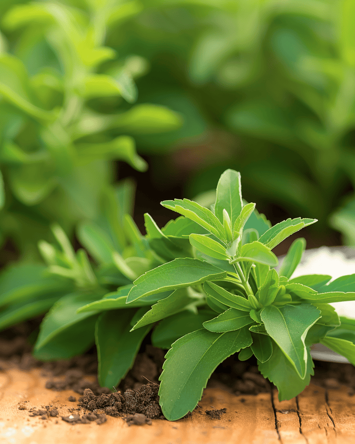 Stevian siemenet (Stevia rebaudiana) – monivuotinen yrtti