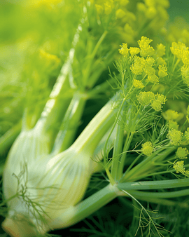 Fennel Doux De Florence siemenet Foeniculum vulgare yksivuotinen yrtti