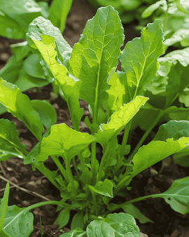 Suolaheinän siemenet Rumex acetosa monivuotinen yrtti leveälehtinen