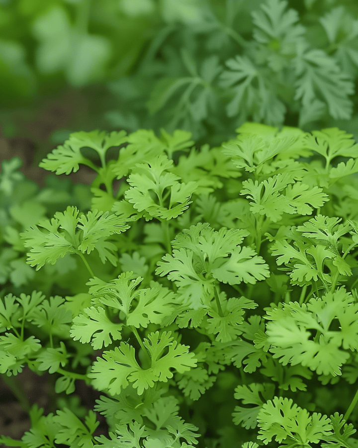 Kirveli Fine Curled -siemenet (Anthriscus cerefolium) – yksivuotinen yrtti